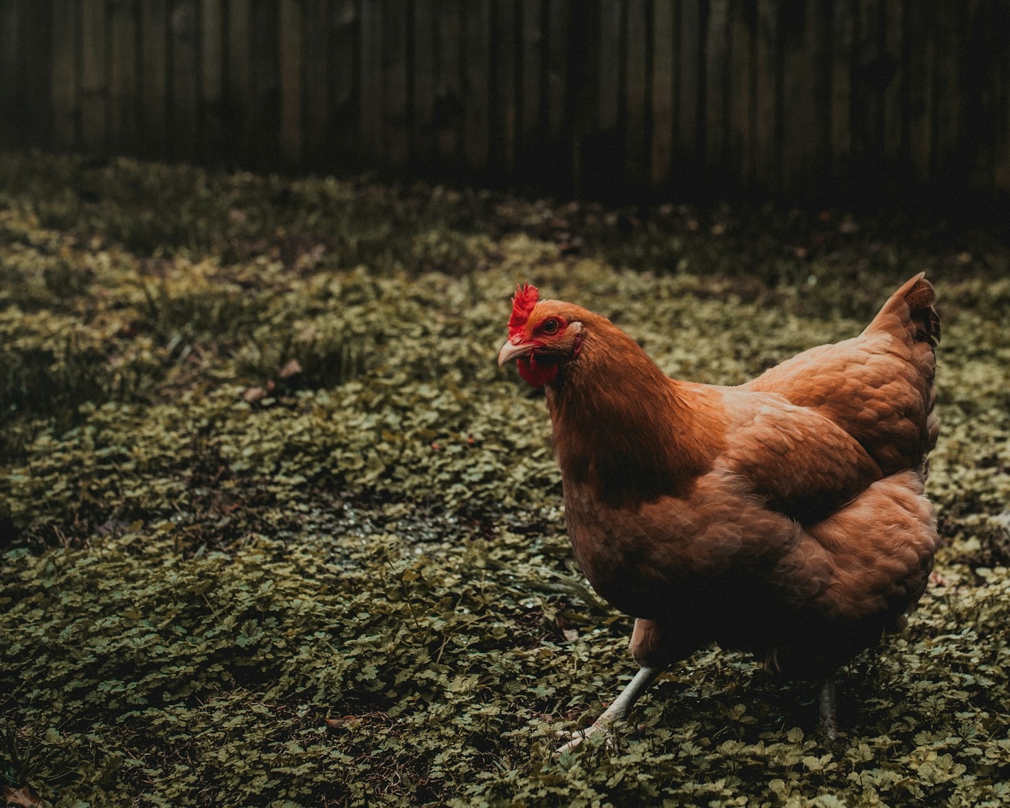 Enhancing Poultry Farming through Technology