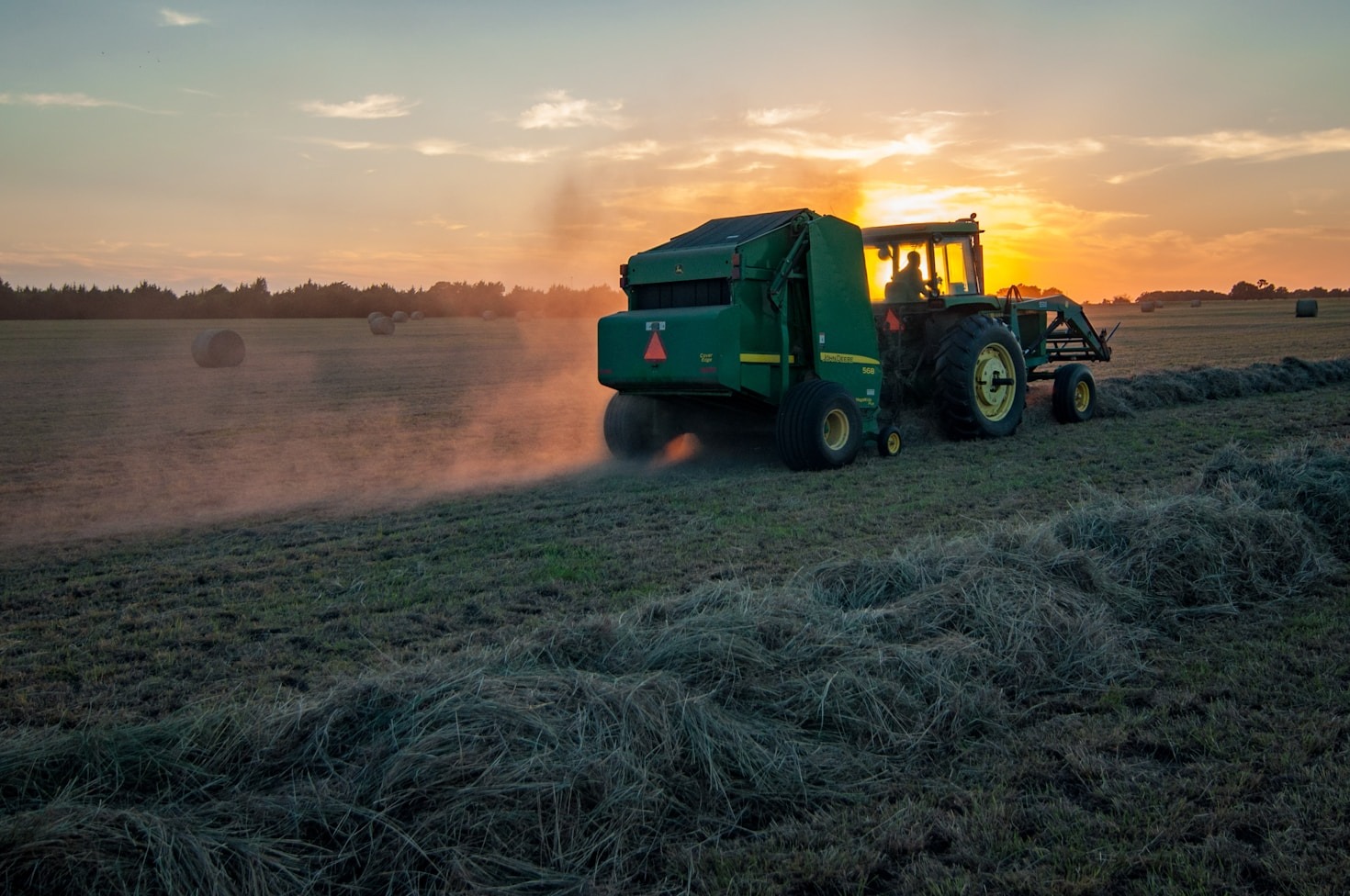 Organic Cattle Farming: A Greener Future